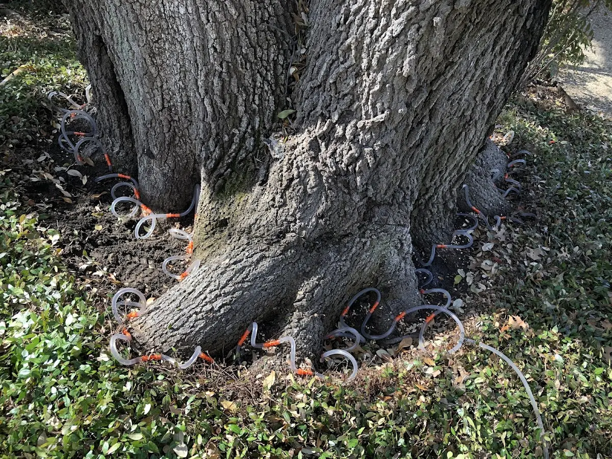 Detailed Tree Cabling and Bracing job site in Tome