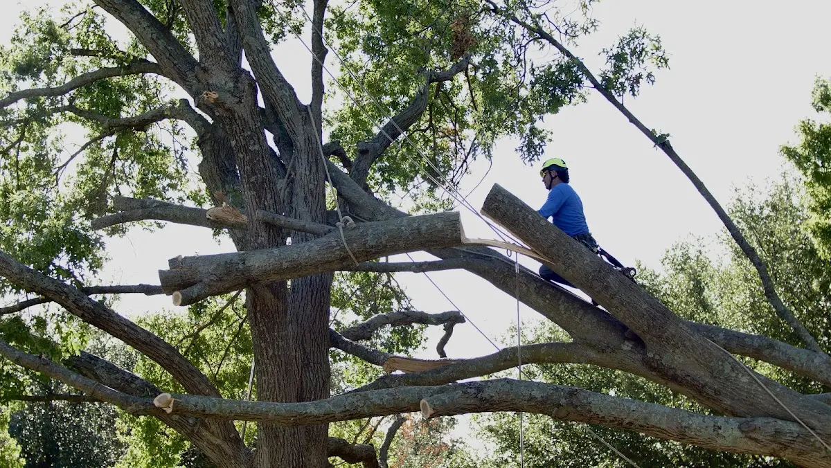 Professional Crown Thinning performed by certified arborists in Tome